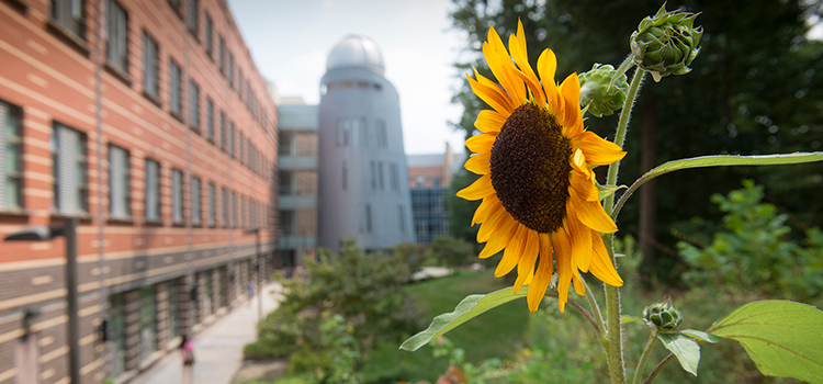 Sunflower in front of Research Hall
