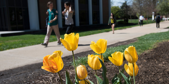 "Tulips bloom at the Fairfax Campus. Photo by Alexis Glenn/Creative Services/George Mason University"