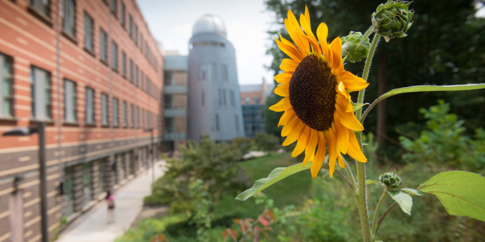 Sunflower with Research Hall
